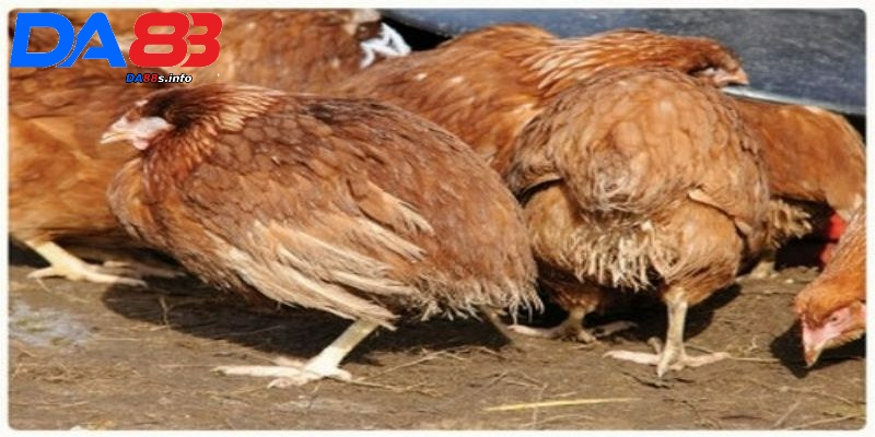 Bệnh bạch lỵ ở gà - Tìm hiểu thông tin về cách chữa trị chuẩn nhất 2 Một số thông tin cần biết về căn bệnh bạch lỵ