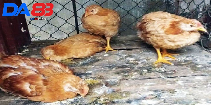 Bệnh bạch lỵ ở gà - Tìm hiểu thông tin về cách chữa trị chuẩn nhất 3 Phương thức lây truyền của bệnh