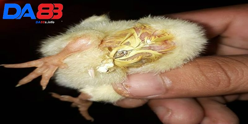 Bệnh bạch lỵ ở gà - Tìm hiểu thông tin về cách chữa trị chuẩn nhất 4 Triệu chứng của bệnh ở gà