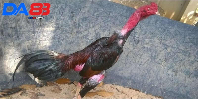 Cách chữa gà không chịu ăn hiệu quả người nuôi cần biết 1 Biểu hiện khi gà không chịu ăn