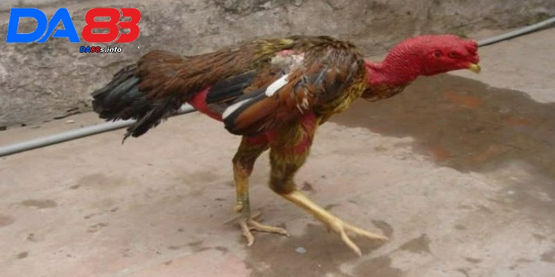 Cách chữa gà không chịu ăn hiệu quả người nuôi cần biết 3 Cách chữa gà không chịu ăn hiệu quả